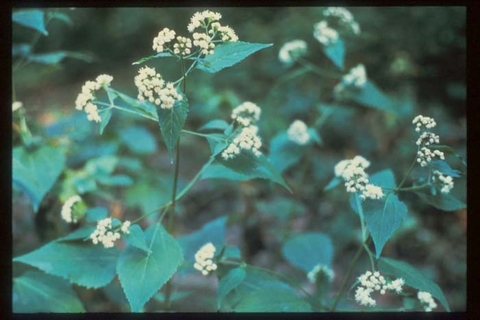 snakeroot